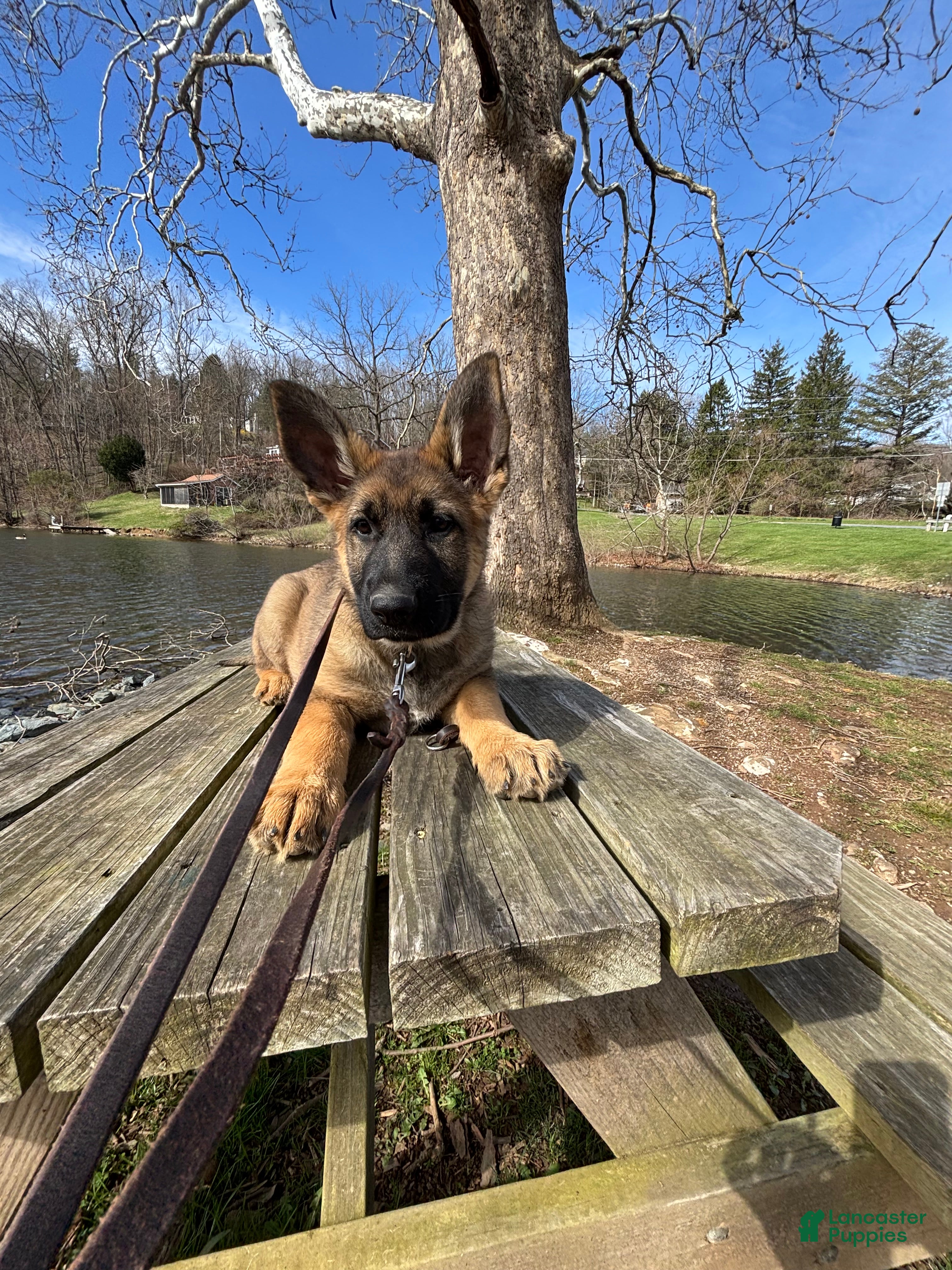 German Shepherd dogs German Shepherd Puppy 3 - Ad 1