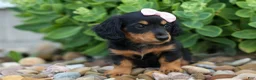 Miniature Dachshund dogs for sale: Tessa 💞 - Ad 9