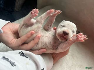 Dalmatian dogs Dalmatian Puppy 2 - Ad 5