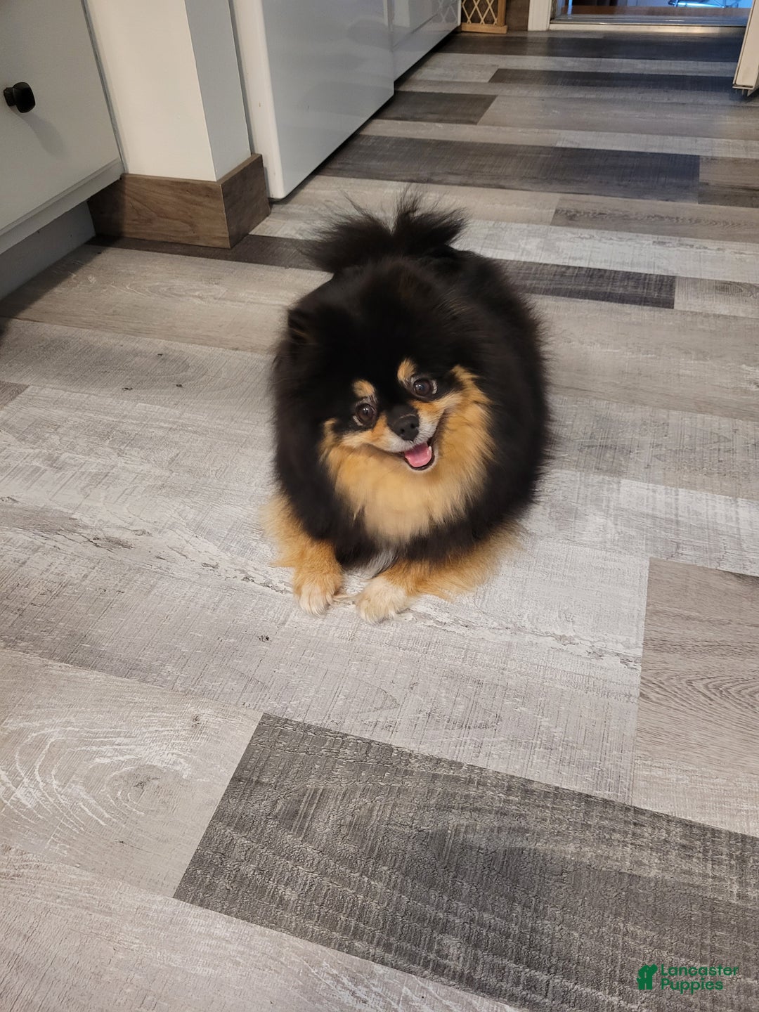 Pomeranian dogs for sale: Betsy - Ad 6
