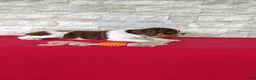 Beabull dogs for sale: Rosie - Ad 7