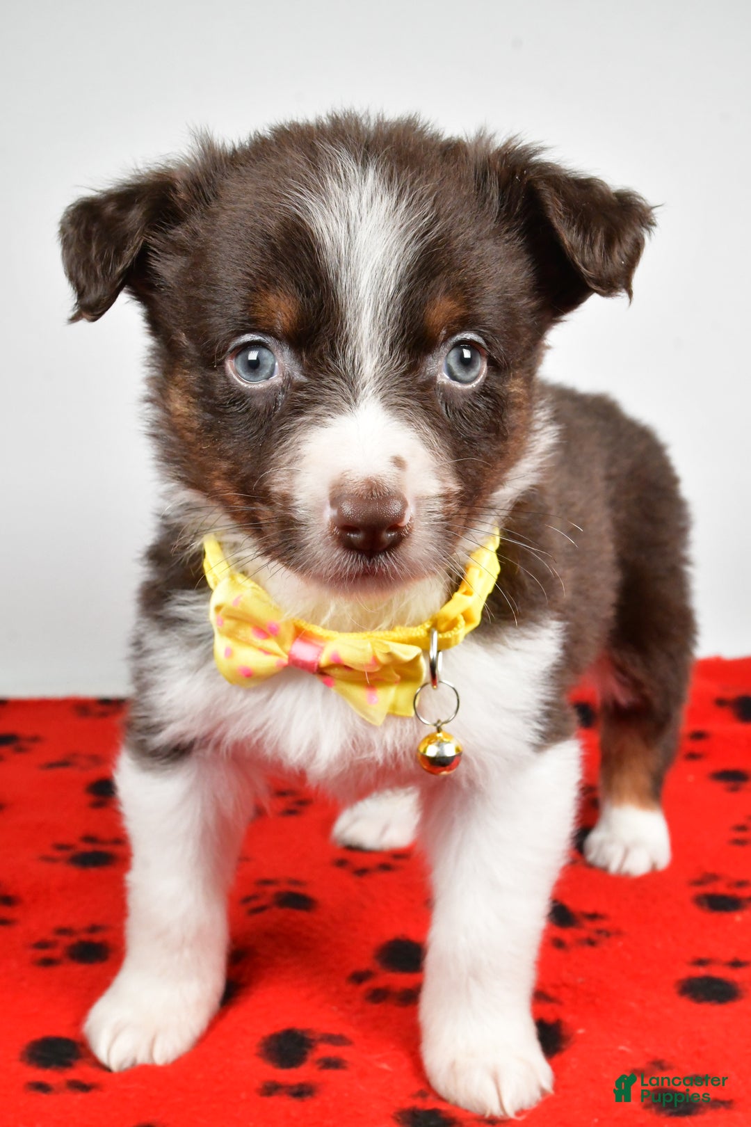 Mini Aussiedoodle dogs for sale: Samson - Ad 7