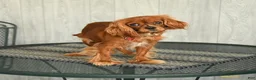 Cavalier King Charles Spaniel dogs for sale: Tinker - Ad 7