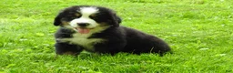 Bernese Mountain Dog dogs for sale: Titus - Ad 3