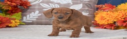 Miniature Dachshund dogs for sale: Flopsy - Ad 2