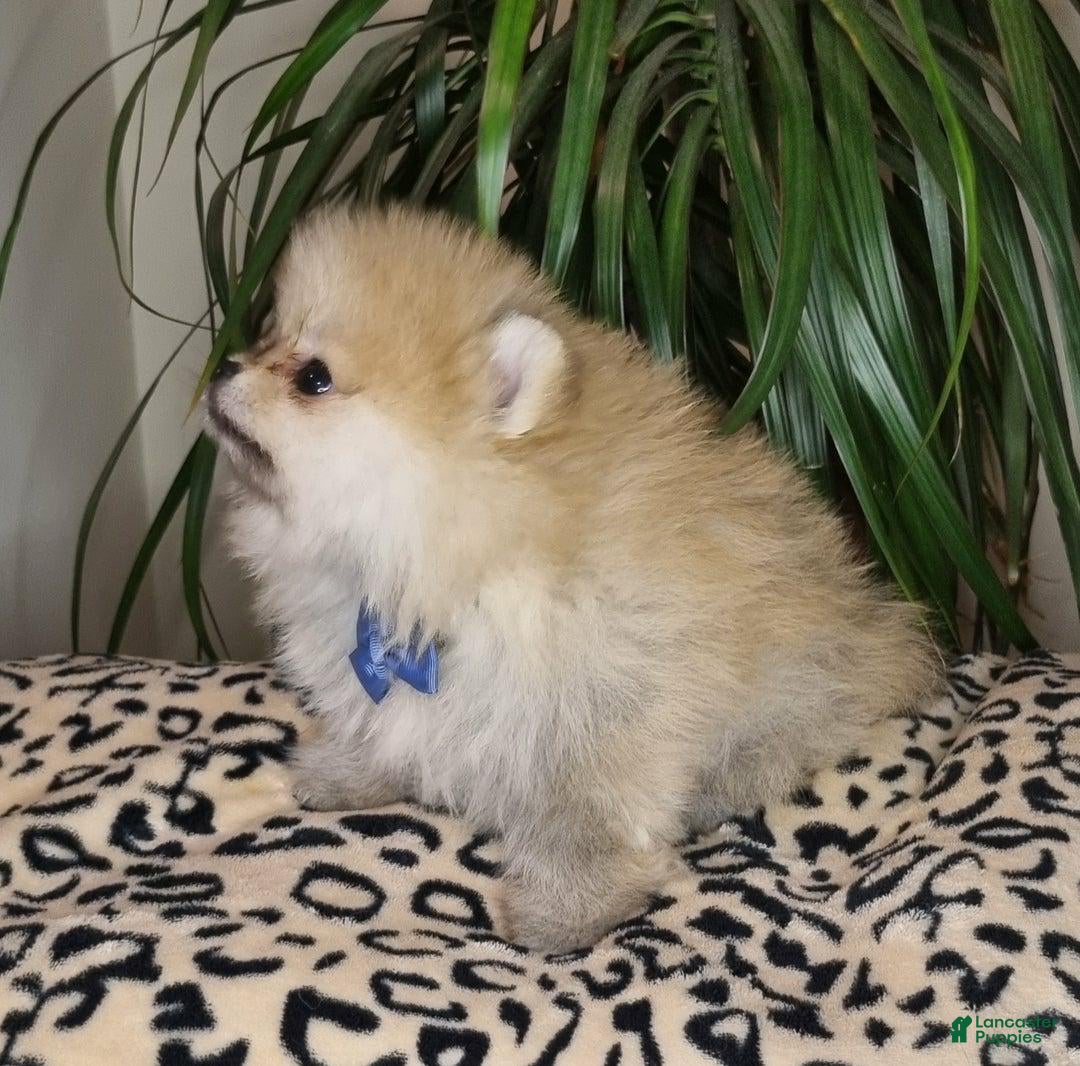 Pomeranian dogs for sale: Sofia - Ad 12