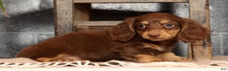 Miniature Dachshund dogs for sale: Freddy - Ad 5