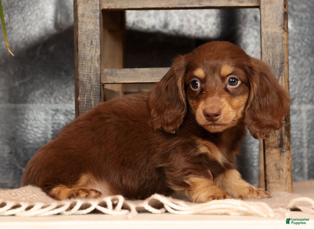 Miniature Dachshund dogs for sale: Freddy - Ad 5