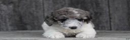 Standard Poodle dogs for sale: Fern AKC Standard Poodle - Ad 25