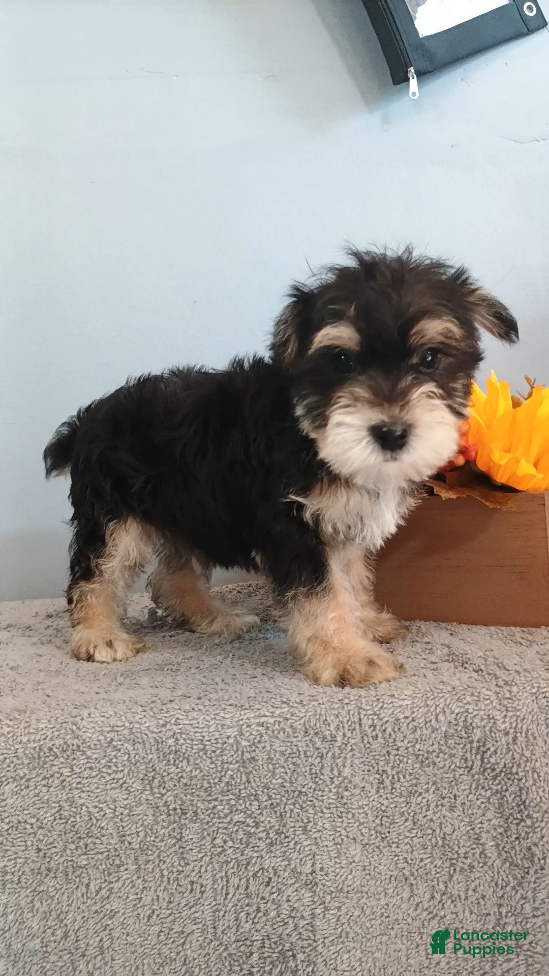 Morkie dogs Apollo - Ad 21