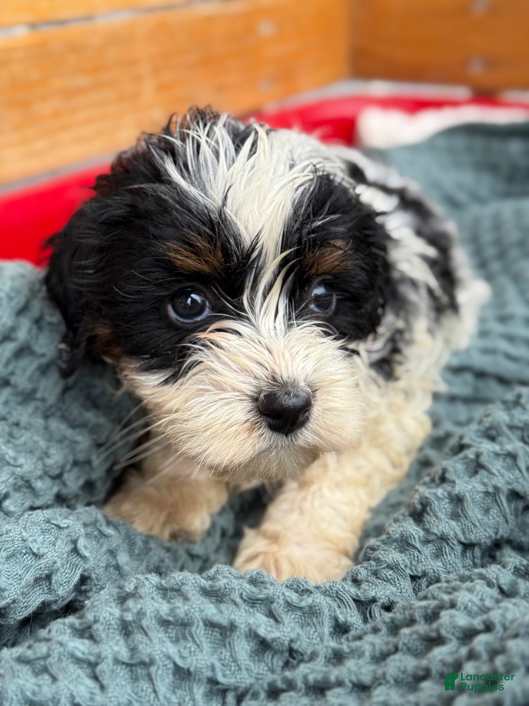 Cavapoo dogs for sale: Arlo - Ad 41
