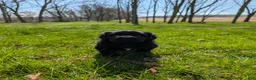 Newfoundland dogs for sale: Halo - Ad 10