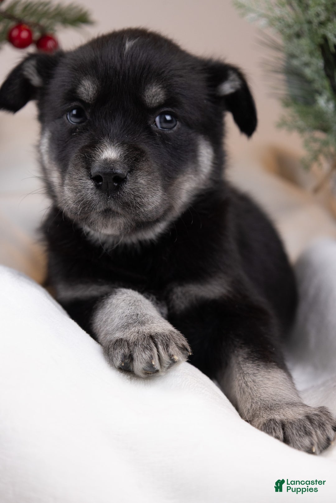 Goberian dogs for sale: Tundra - Ad 2