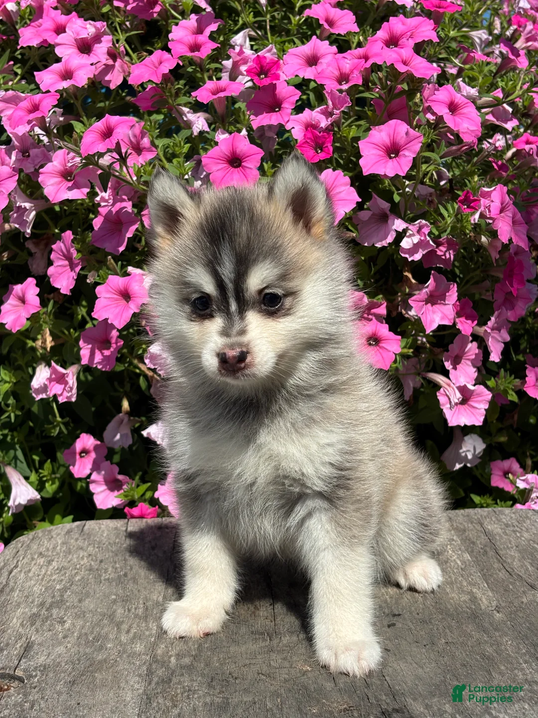 Pomsky dogs for sale: Zara - Ad 1
