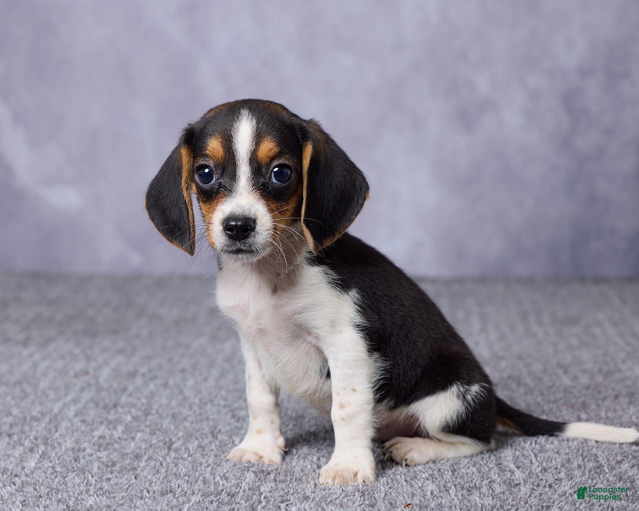 Beagle dogs Sally - Ad 2