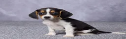 Beagle dogs for sale: Sally - Ad 2