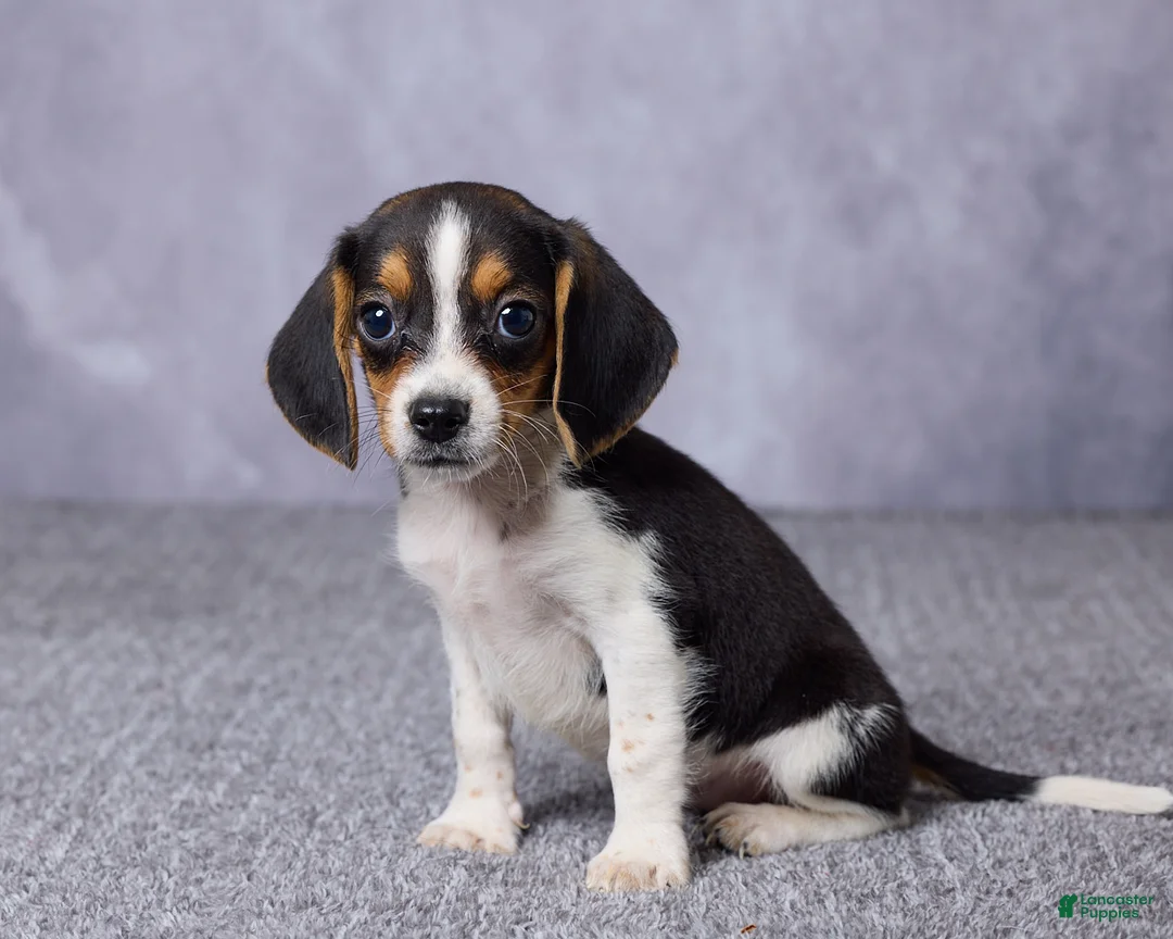 Beagle dogs for sale: Sally - Ad 2