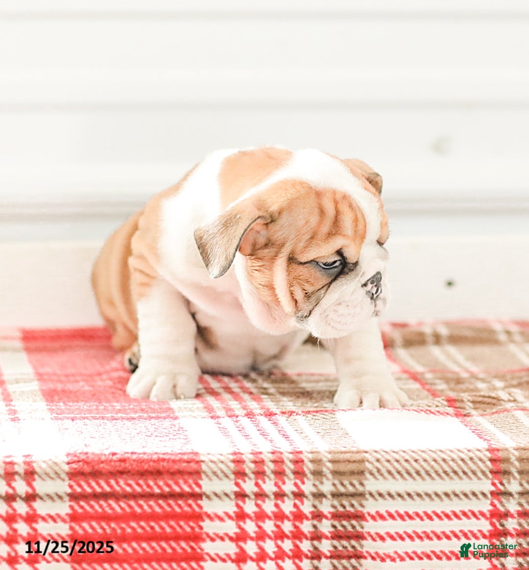 English Bulldog dogs for sale: Rob - Ad 7