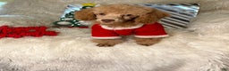 Toy Poodle dogs for sale: Yogi - Ad 2
