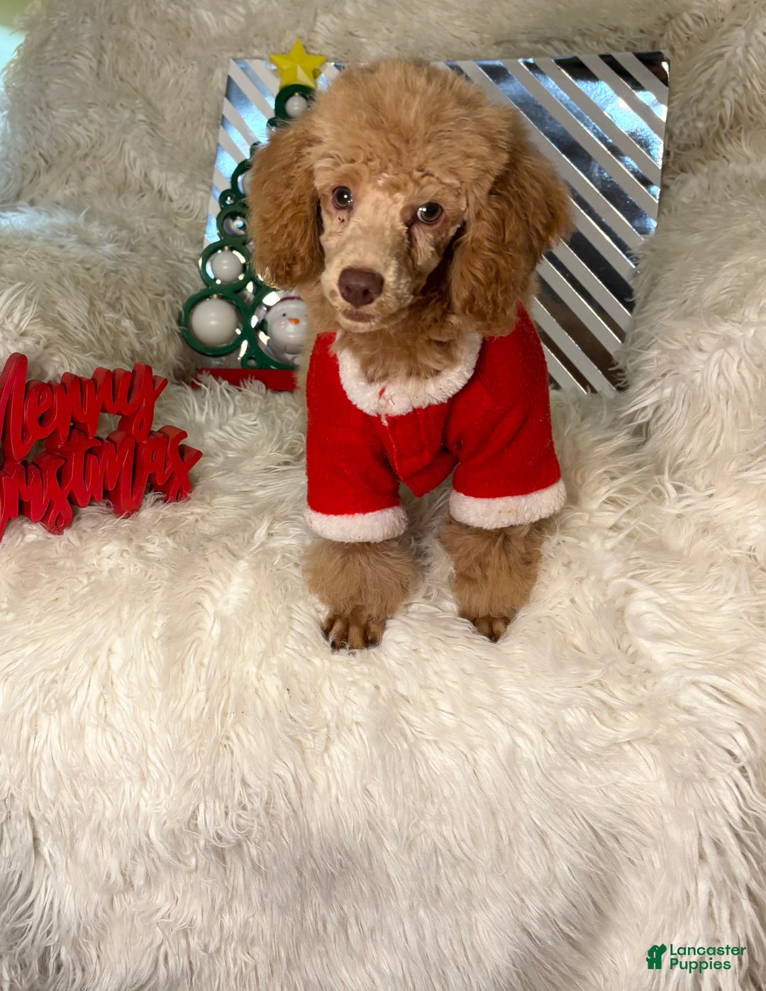 Toy Poodle dogs for sale: Yogi - Ad 2