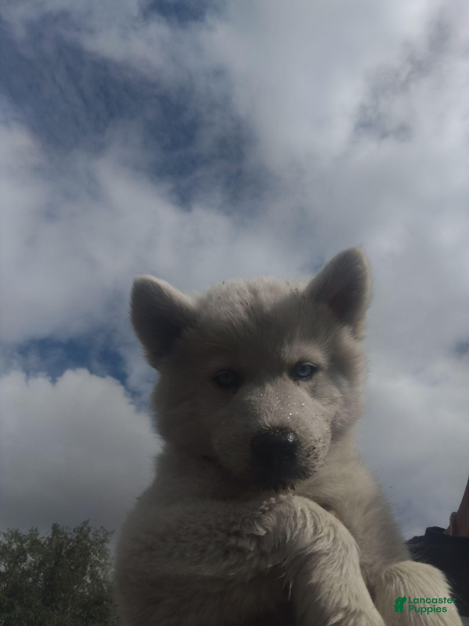 Alaskan Husky dogs Alaskan Husky 4 - Ad 12