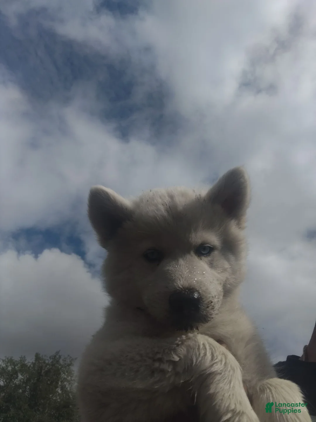 Alaskan Husky dogs for sale: Alaskan Husky 4 - Ad 1
