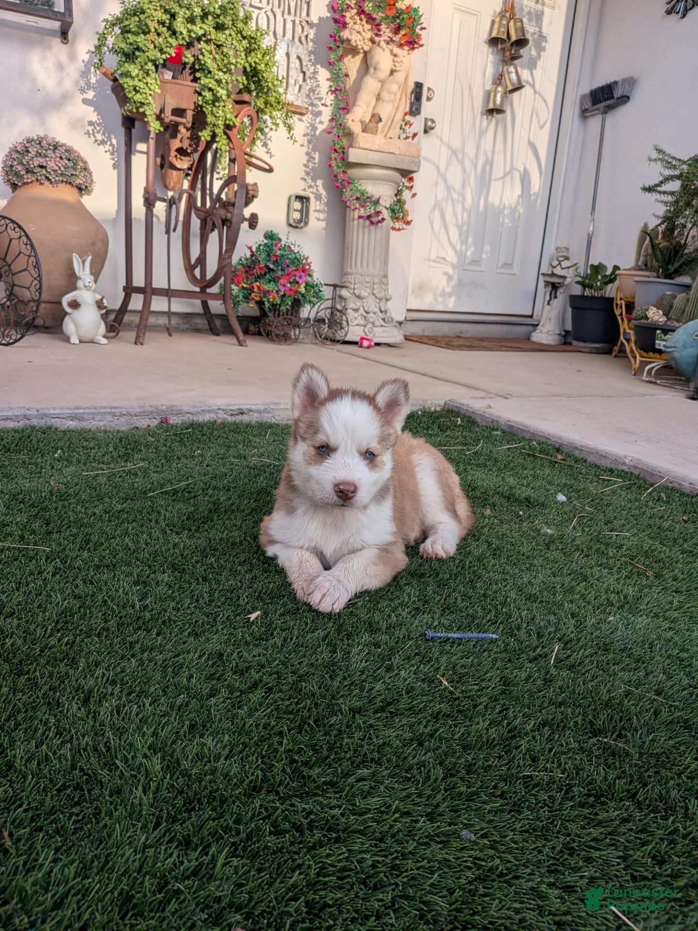 Siberian Husky dogs for sale: Siberian Husky 3 - Ad 6