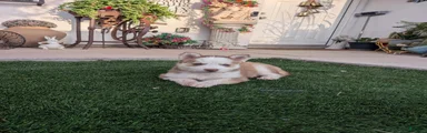 Siberian Husky 3
