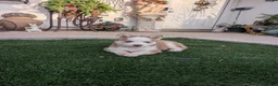 Siberian Husky dogs for sale: Siberian Husky 3 - Ad 1