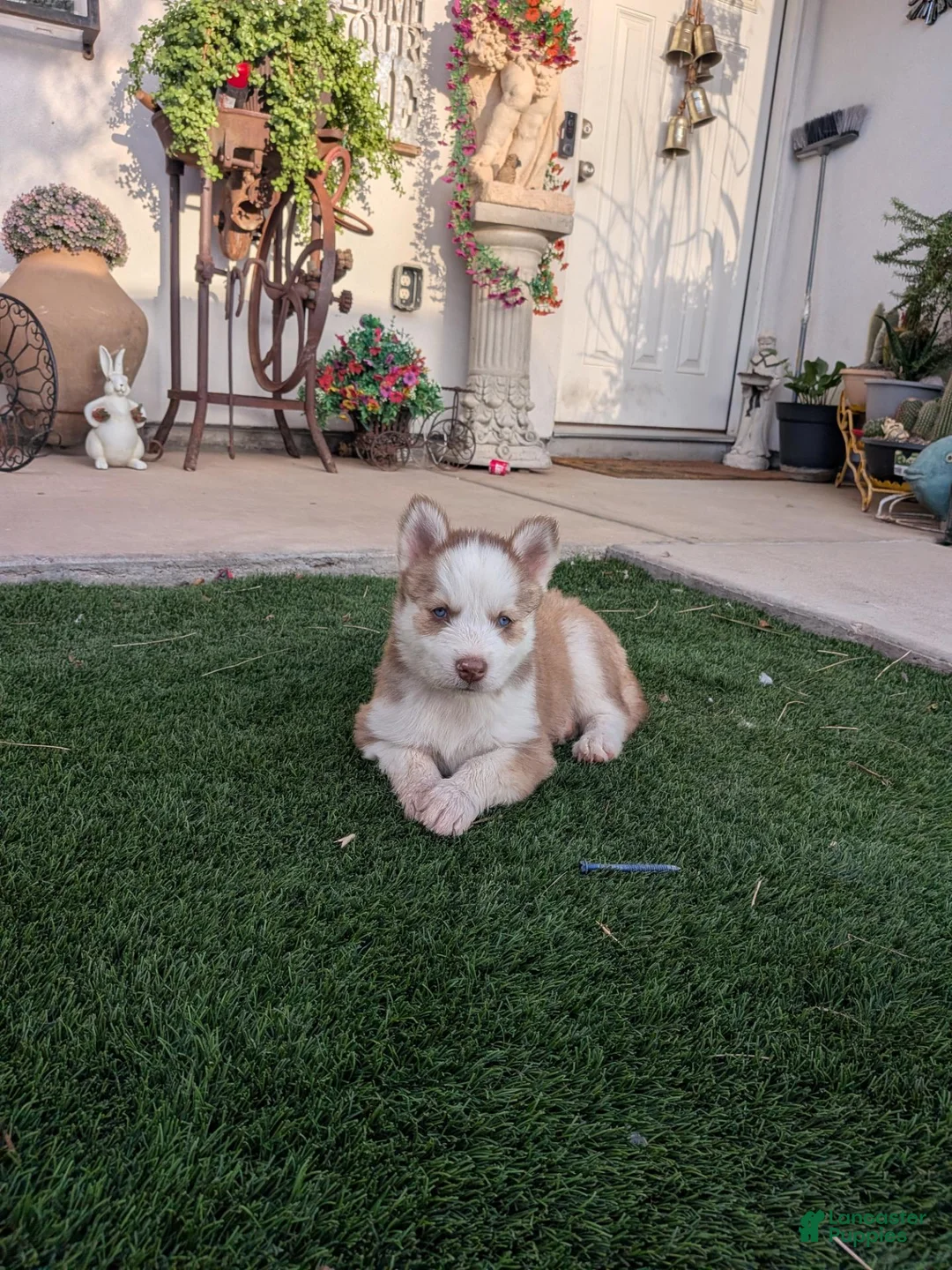 Siberian Husky dogs for sale: Siberian Husky 3 - Ad 1