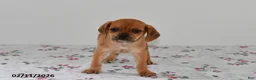 Puggle dogs for sale: Chloe - Ad 3