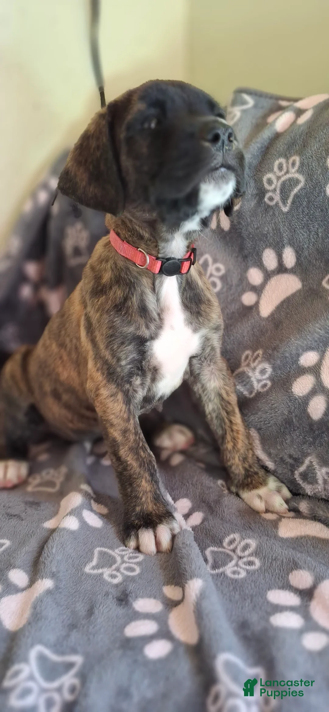 English Mastiff dogs for sale: Truffle - Brindle English Mastiff Puppy - Ad 2