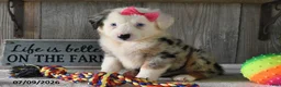 Australian Shepherd dogs for sale: Twinkle - Ad 1