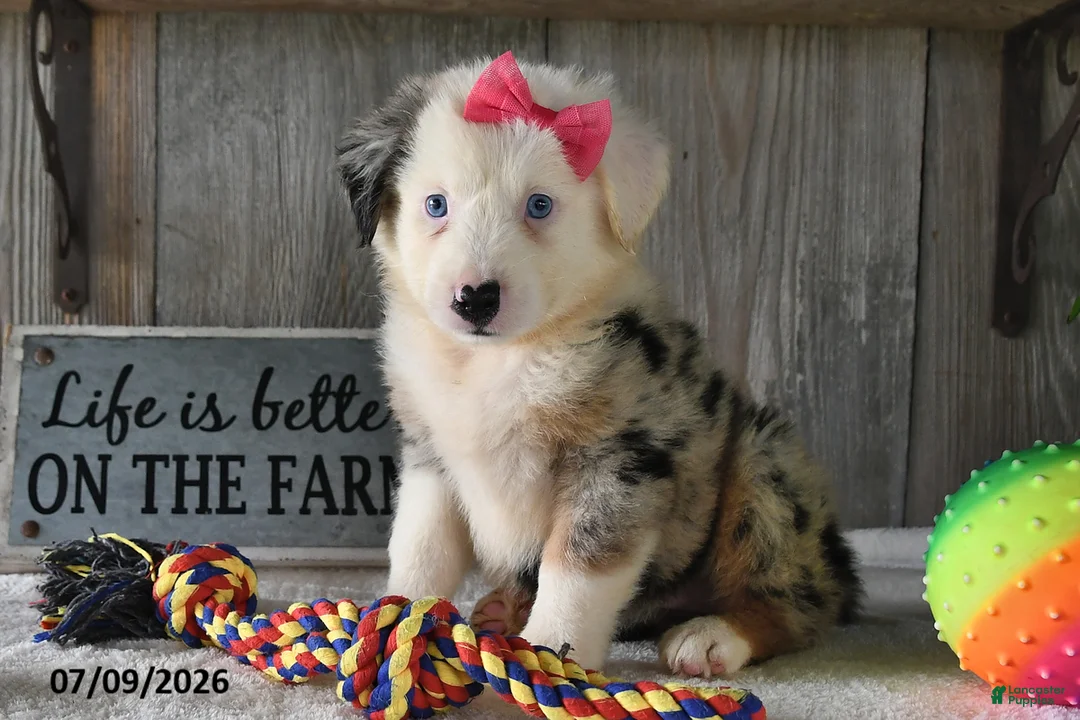 Australian Shepherd dogs for sale: Twinkle - Ad 1