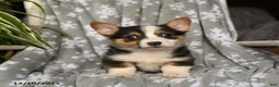 Welsh Corgi Pembroke dogs for sale: Crystal - Ad 2