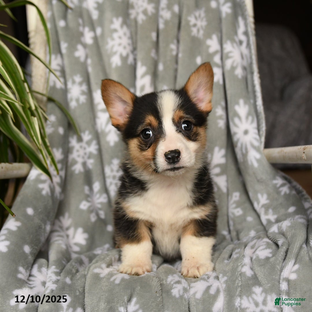 Welsh Corgi Pembroke dogs for sale: Crystal - Ad 2