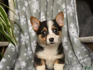 Welsh Corgi Pembroke dogs Crystal - Ad 26