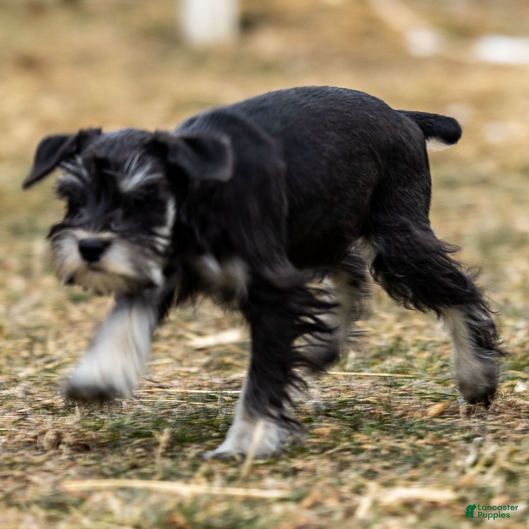 Miniature Schnauzer dogs for sale: Viva - Ad 1