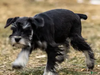 Miniature Schnauzer dogs Viva - Ad 4