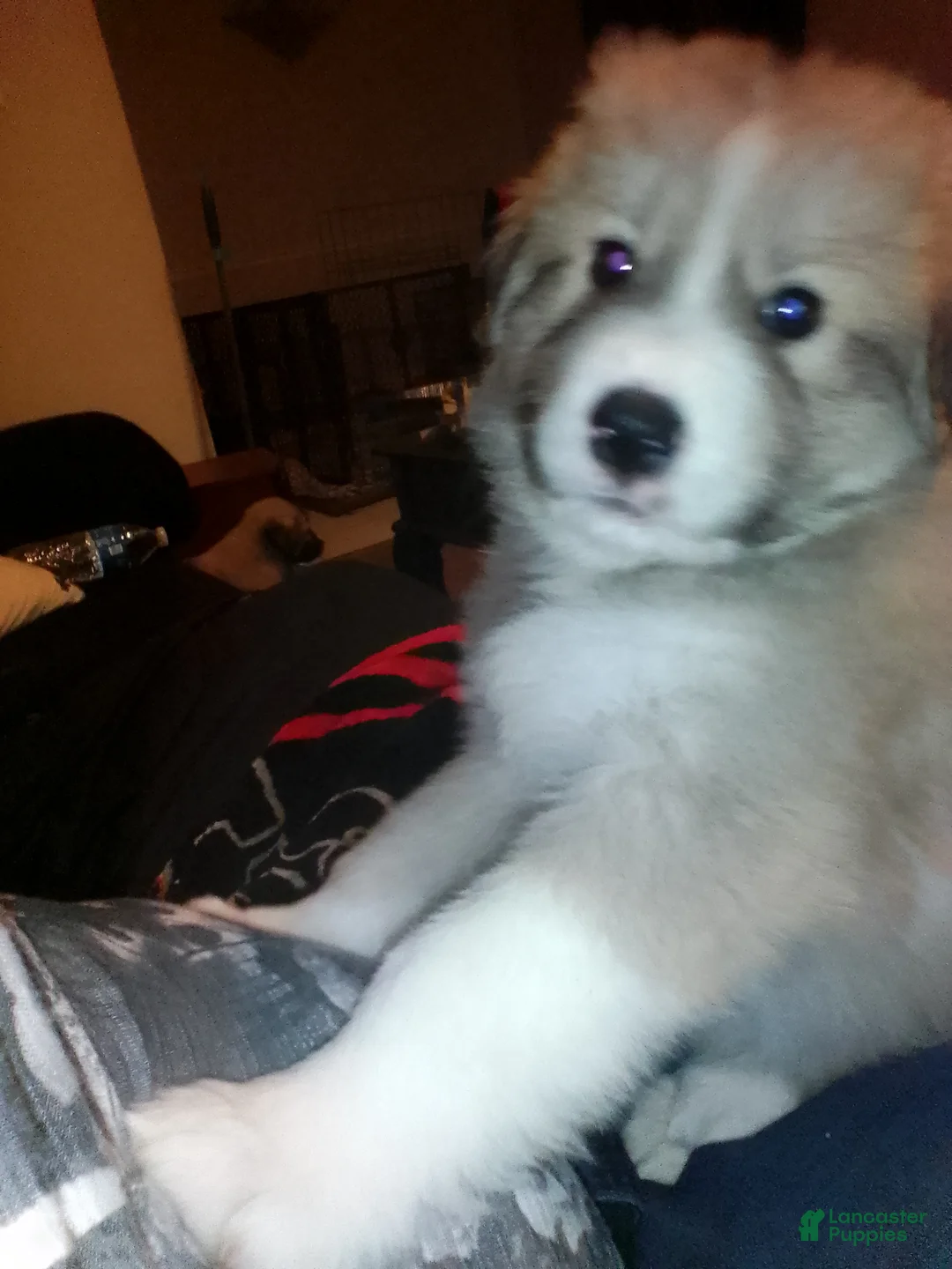 Mixed Breed dogs for sale: Rolly Polly Boy - Ad 12