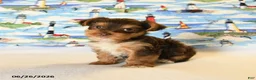 Yorkshire Terrier dogs for sale: Mocha - Ad 3