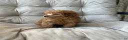 Toy Poodle dogs for sale: AKC Rocko - Ad 10