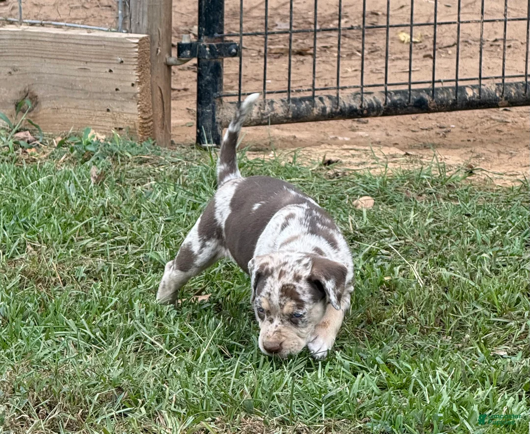 Catahoula Leopard Dog dogs for sale: Purdy aka Vicki - Ad 2