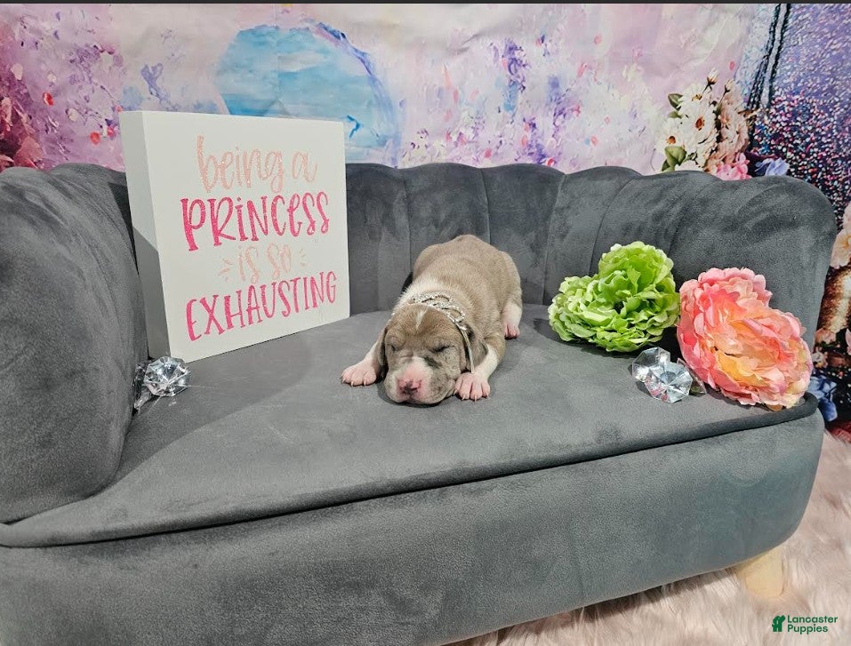 Great Dane dogs Lilac Merle Female - Ad 2