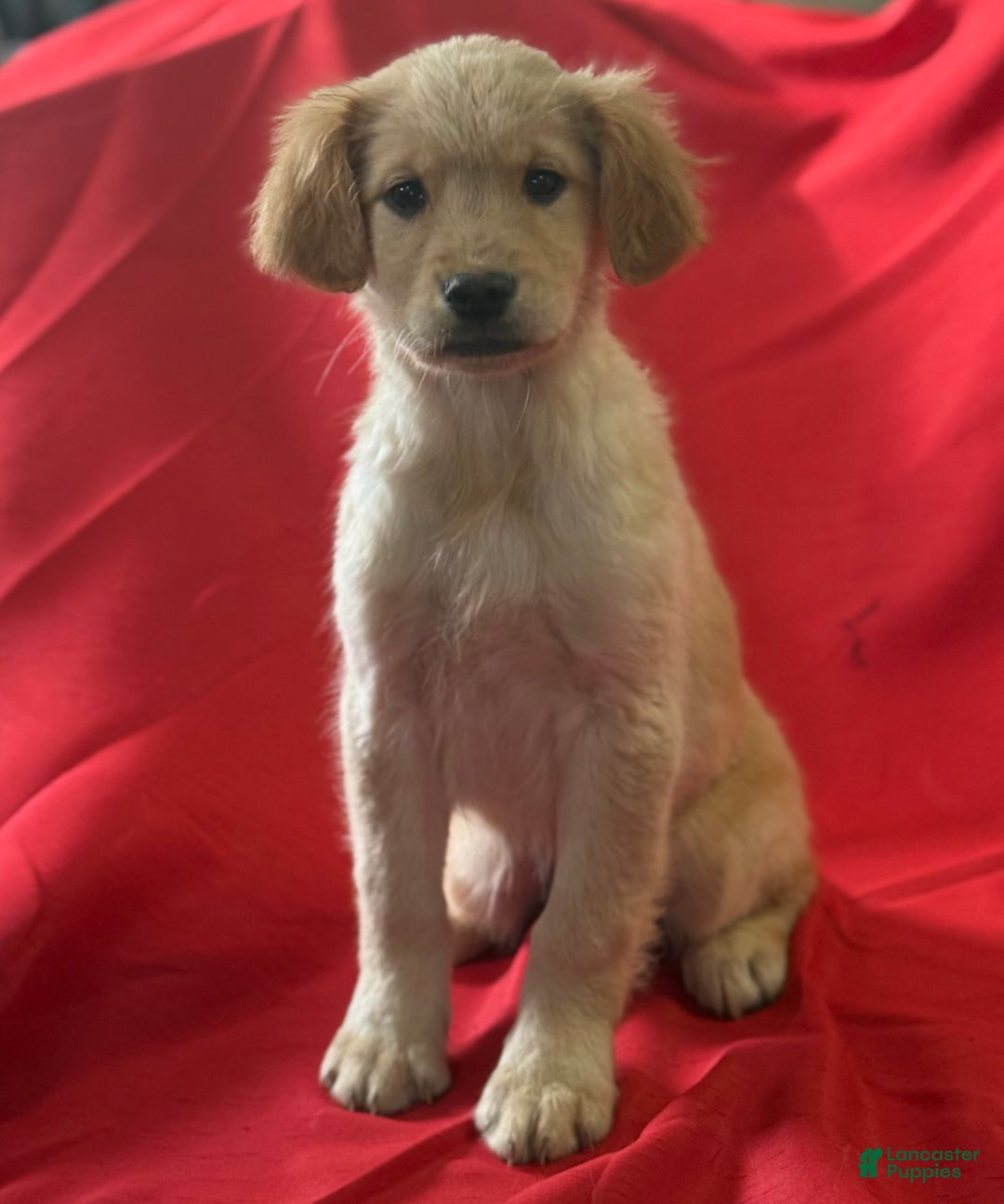 Golden Retriever dogs for sale: Betsy - Ad 3