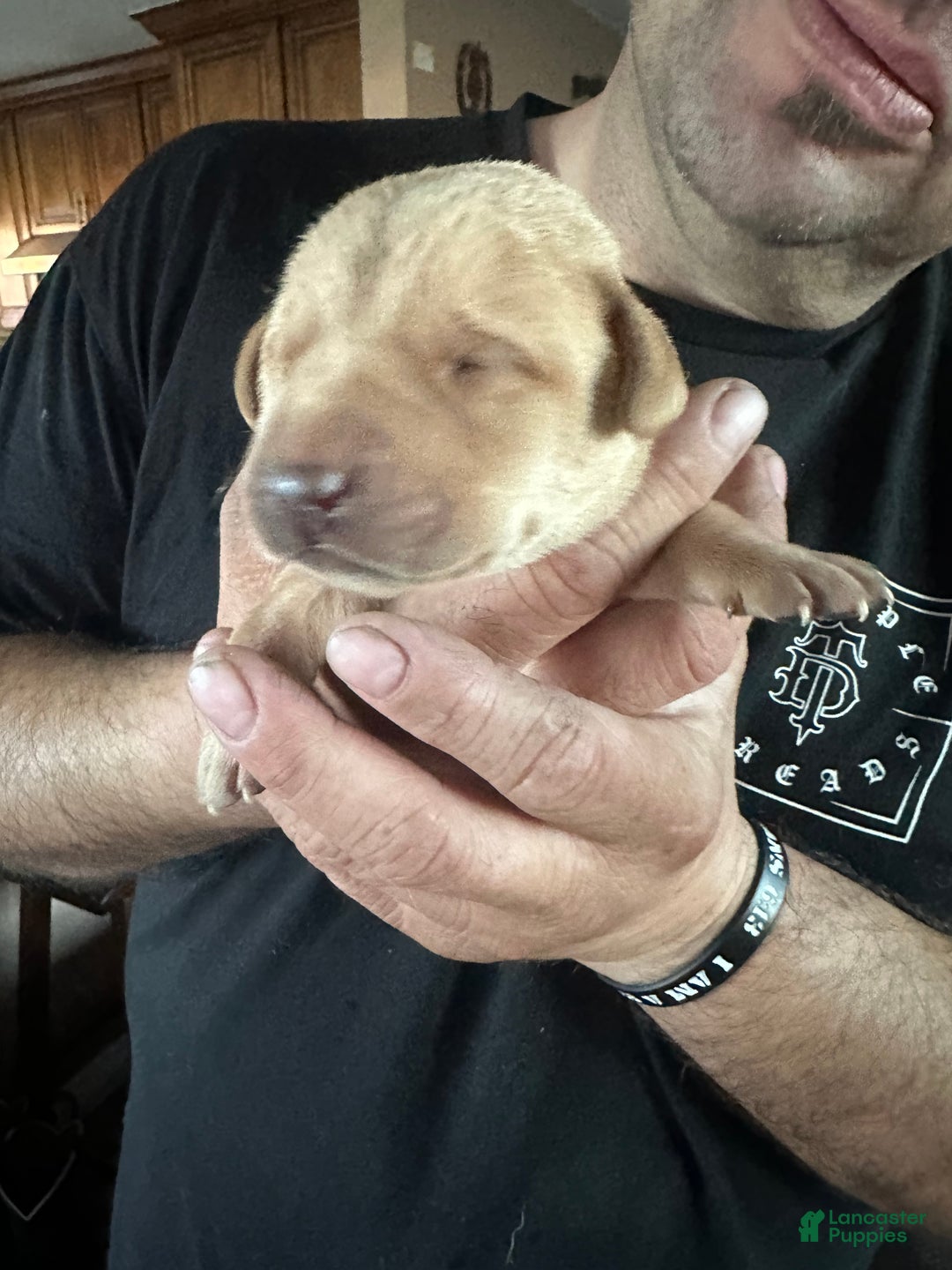 Labrador Retriever dogs for sale: Labrador Retriever Puppy 2 - Ad 2