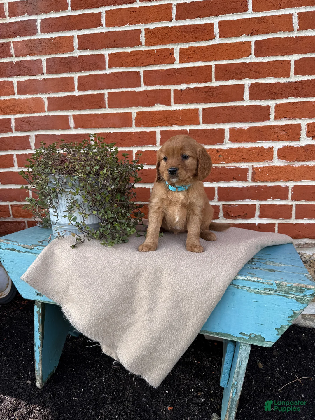 Miniature Golden Retriever dogs for sale: Miniature Golden Retriever Puppy 6 - Ad 5