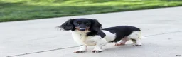 Miniature Dachshund dogs for sale: Warren - Ad 17