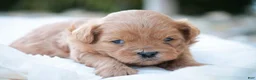 Shihpoo dogs for sale: Tommy Shihpoo  - Ad 4