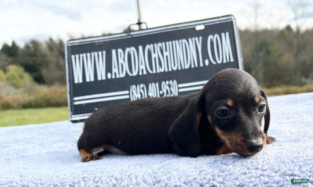 Miniature Dachshund dogs for sale: Import AKC female - Ad 14
